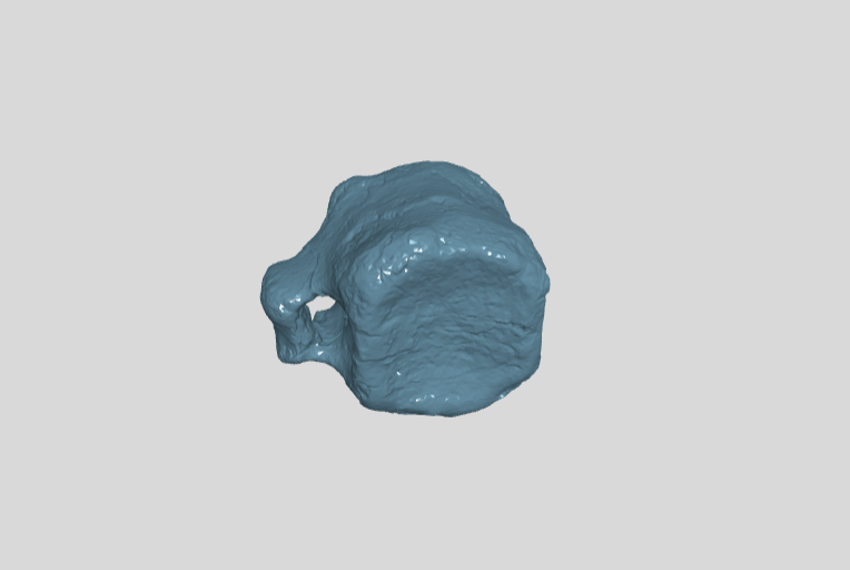 ANHM 1 657 Caudal vertebra