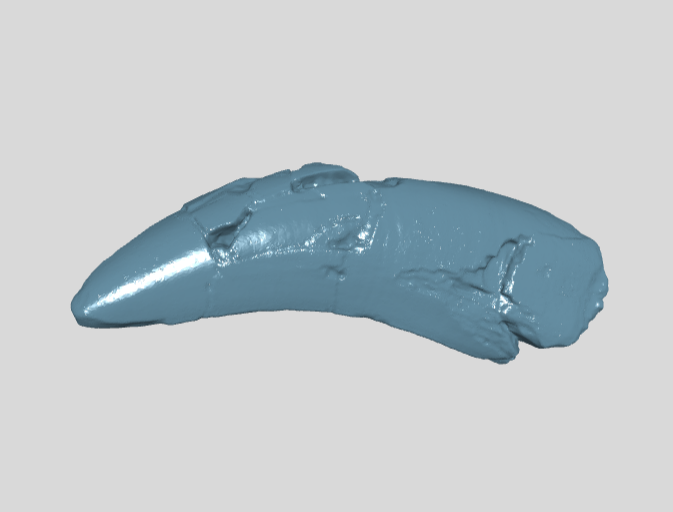 ANHM 1 841 Tyrannosauridae indet tooth