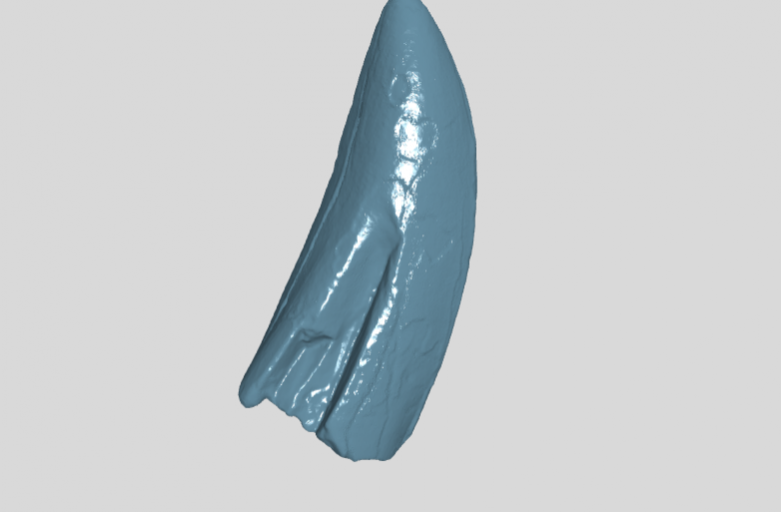ANHM 1 842 Tyrannosauridae indet tooth