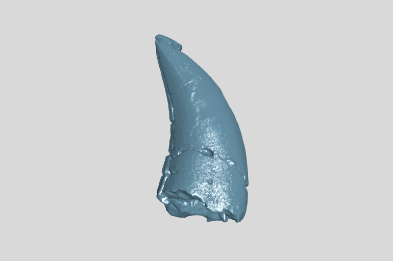 ANHM 1 843 Tyrannosauridae indet tooth