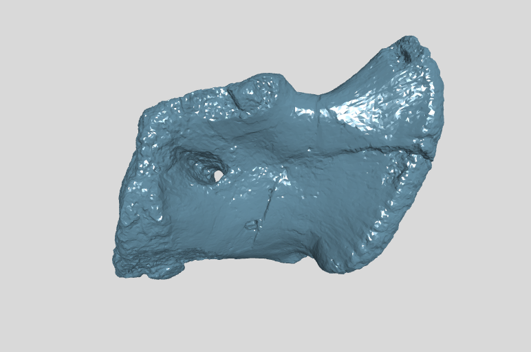 ANHM 2 845 77  Coracoid right