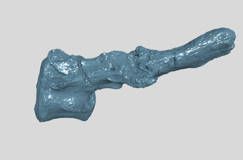 ANHM 2 452 Hadrosauridae indet pathological caudal vertebra