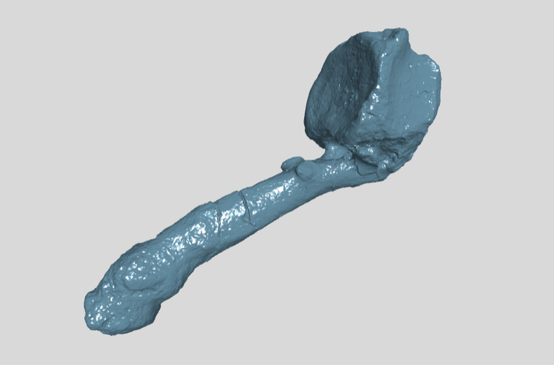 ANHM 2 1364 Hadrosauridae indet pathological caudal vertebra
