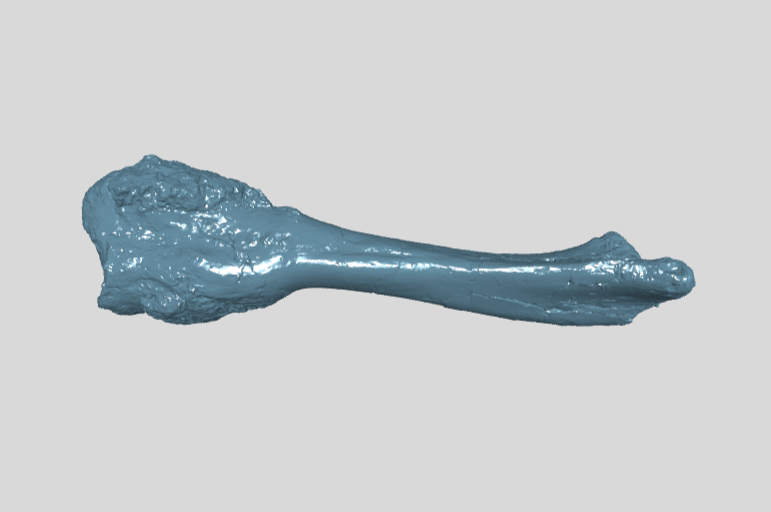 ANHM 1 1037 Hadrosauridae indet ulna