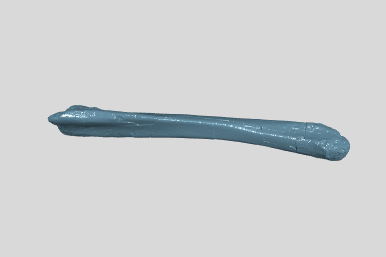 ANHM 1 1703 Hadrosauridae indet ulna