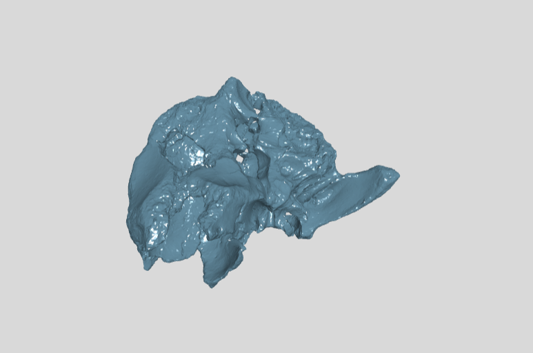 ANHM 1 319 Braincase