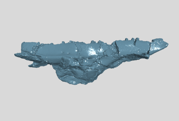 ANHM 1 323 Maxilla left