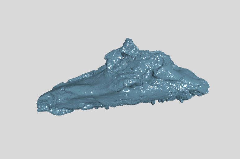 ANHM 1 322 Maxilla right