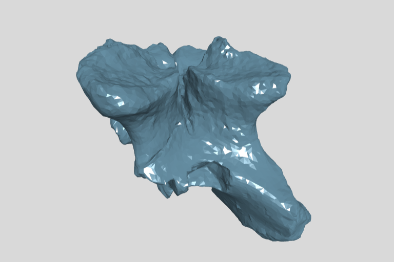 ANHM 1 1521  Presphenoid