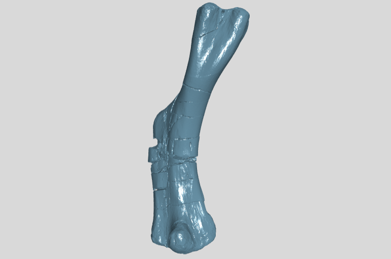 ANHM 2 910  Humerus