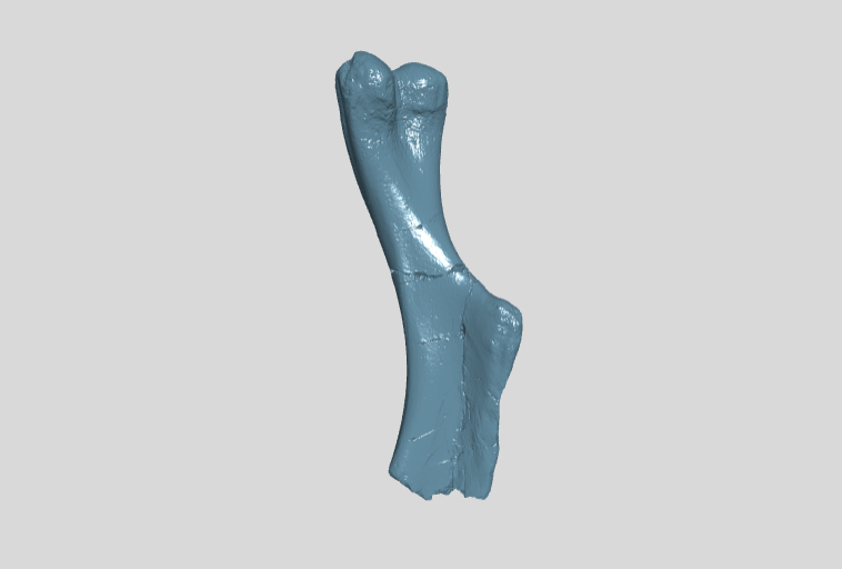 ANHM 2 907 Humerus