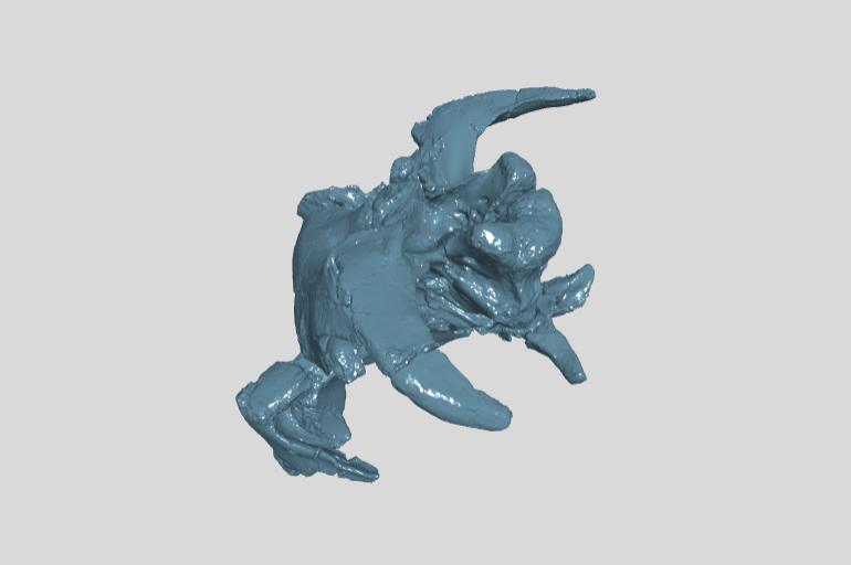 ANHM 2 845 73 Braincase