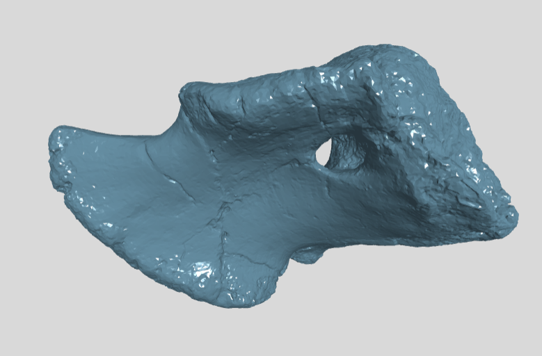 ANHM 2 845 78  Coracoid left
