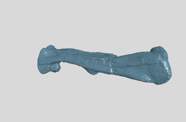 ANHM 2 845 73  Femur left