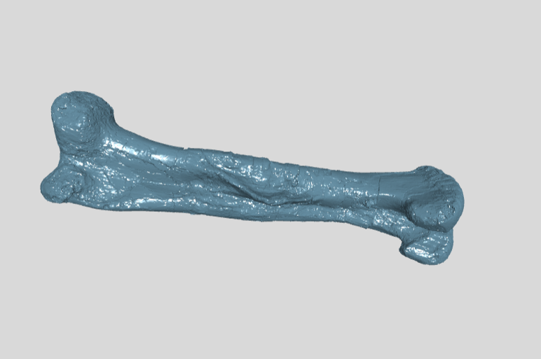 ANHM 2 845 73  Femur left large