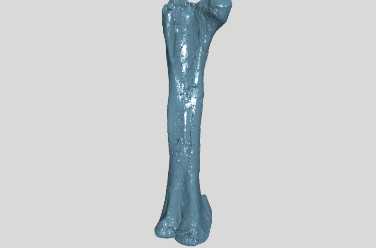 ANHM (no number) Femur right