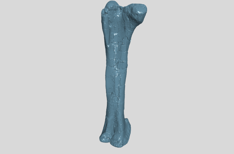 ANHM (no number) Femur right large
