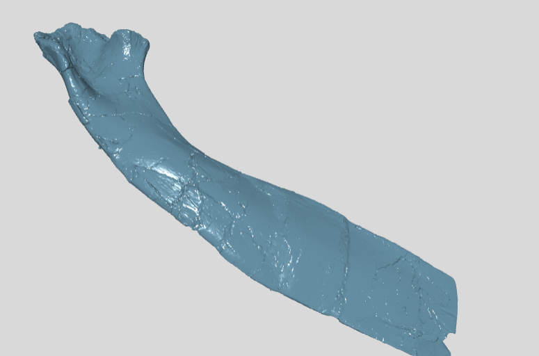 ANHM 2 845 48  Scapula right