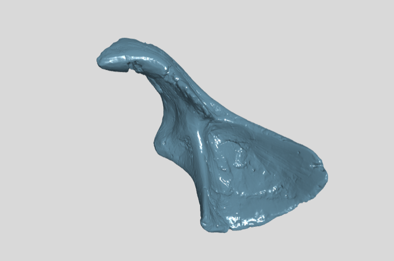 ANHM 2 845 9  Surangular right (cast)