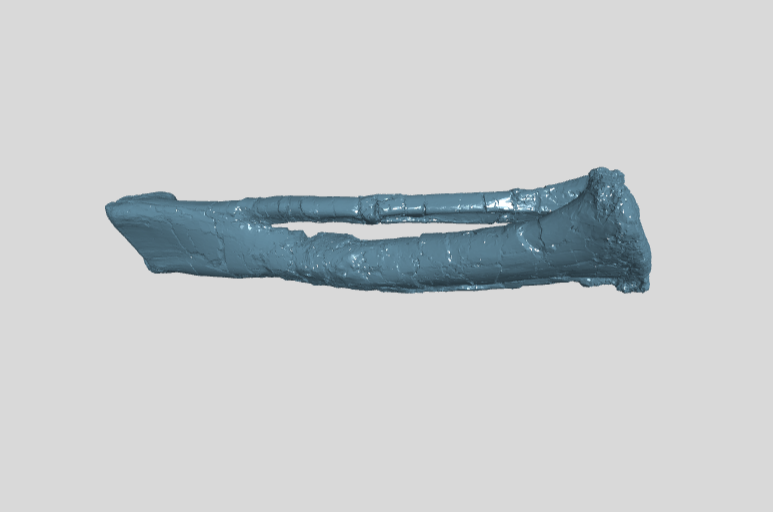 ANHM 2 845 75 Tibia fibula left
