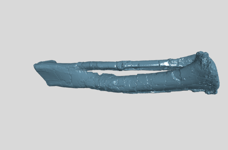 ANHM 2 845 75  Tibia fibula left large