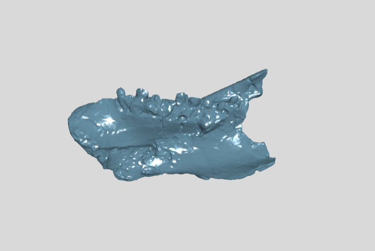 PM TGU 16.1 203 right dentary