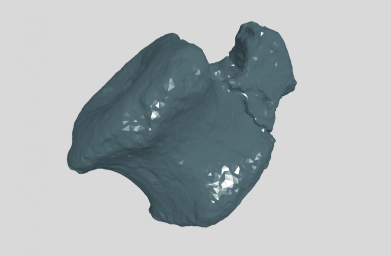 ANHM 1 199 Caudal vertebra