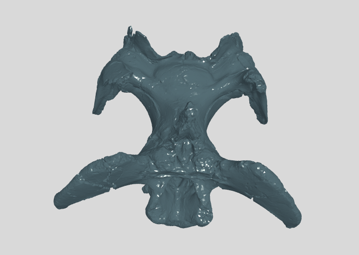 ANHM 1 232  Braincase