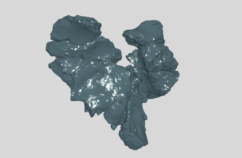 ANHM 1 233 Braincase