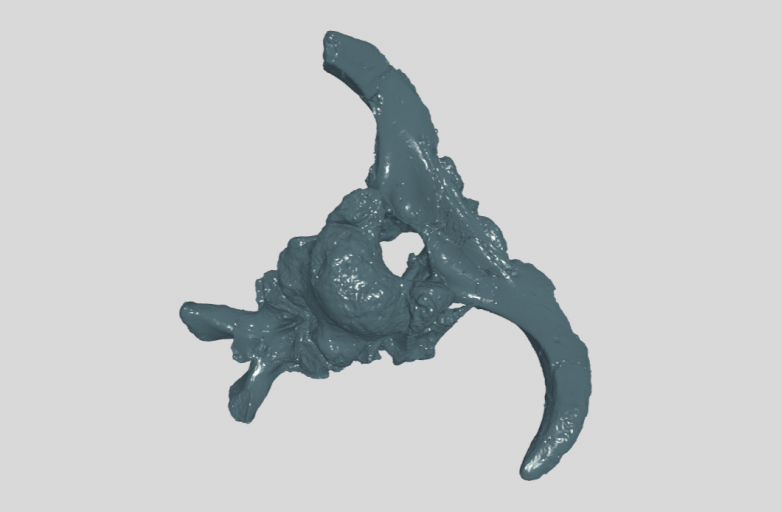 ANHM 1 240 Braincase