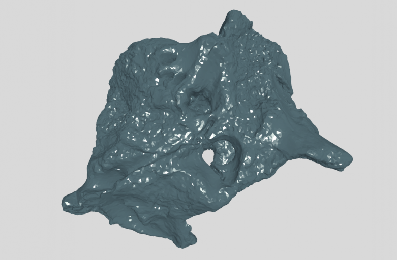 ANHM 1 93 Braincase