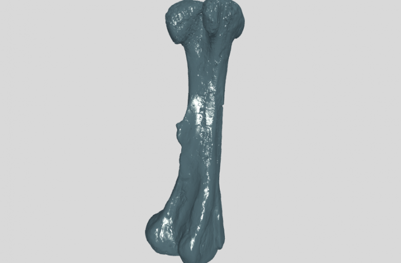 ANHM 1 937 Femur left