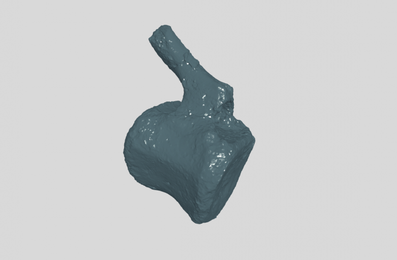 ANHM 1 971  Caudal vertebra