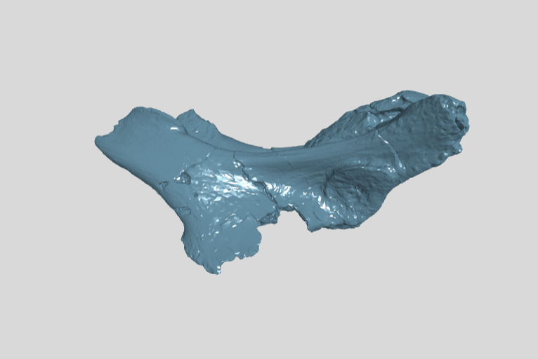 ZIN PH 14.13 anterior caudal vertebra neural arc