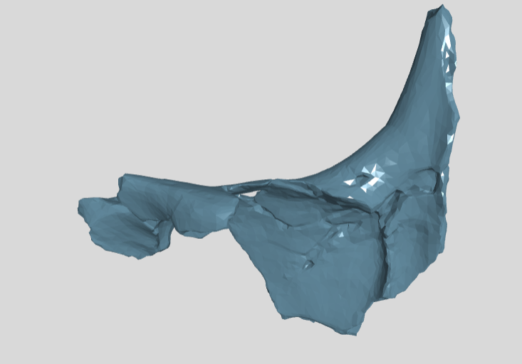 ZIN PH 5.117 maxilla 4