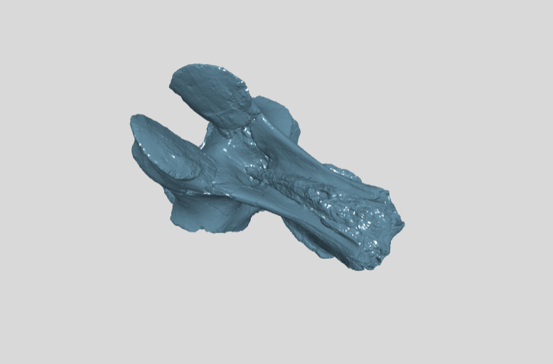 ZIN PH 7.13 Holotype anterior caudal vertebra