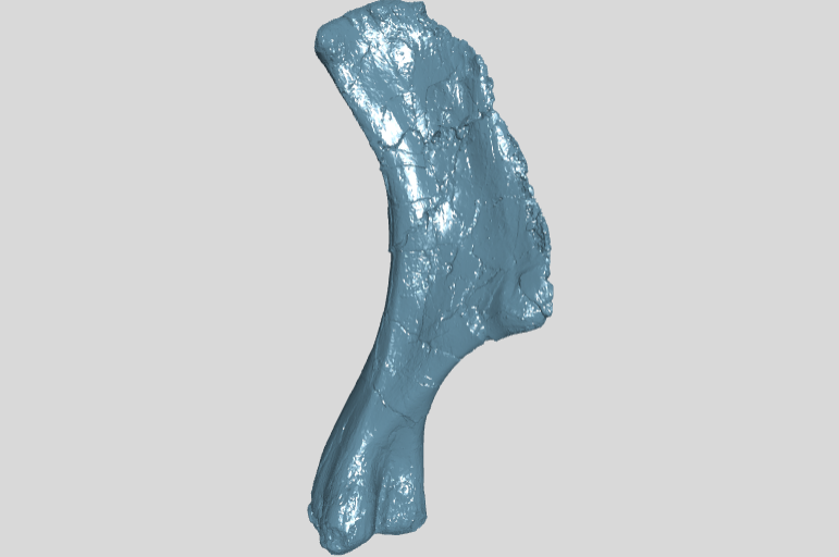 ANHM 2 845 50  Humerus left