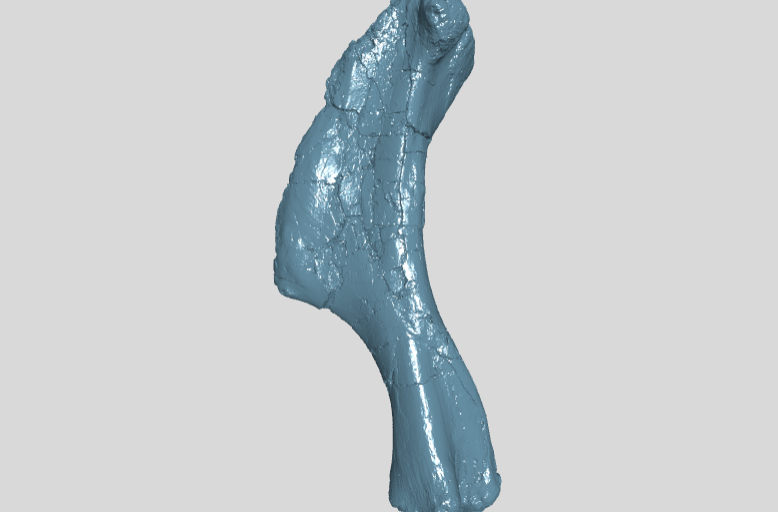 ANHM 2 845 50 Humerus left large