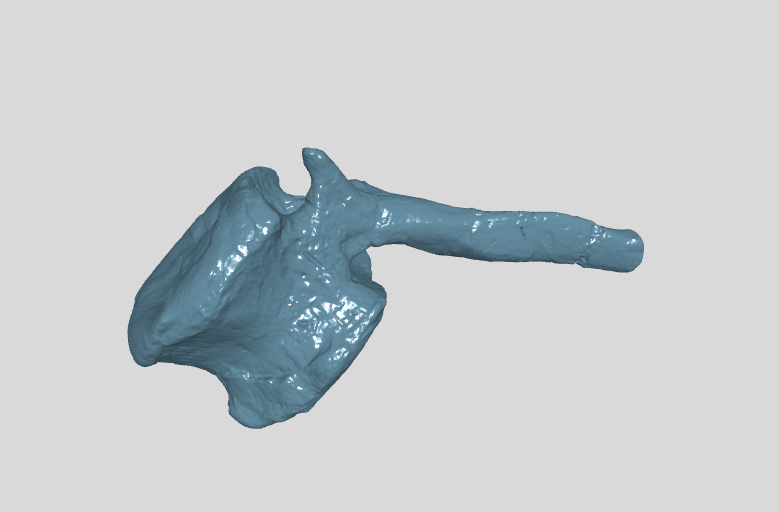 ANHM 2 845 100 (46) Terminal caudal vertebrae