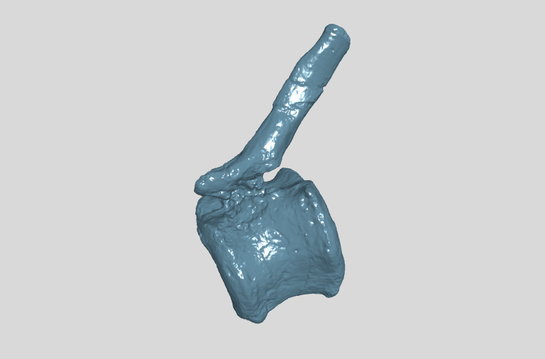 ANHM 2 845 103 (49)  Terminal caudal vertebrae.stl