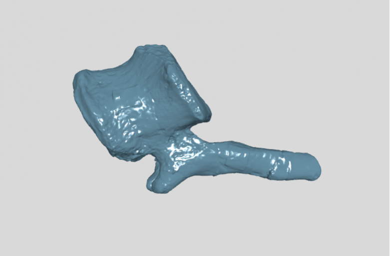 ANHM 2 845 104 (50) Terminal caudal vertebrae.stl