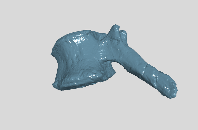 ANHM 2 845 105 (51)  Terminal caudal vertebrae.stl