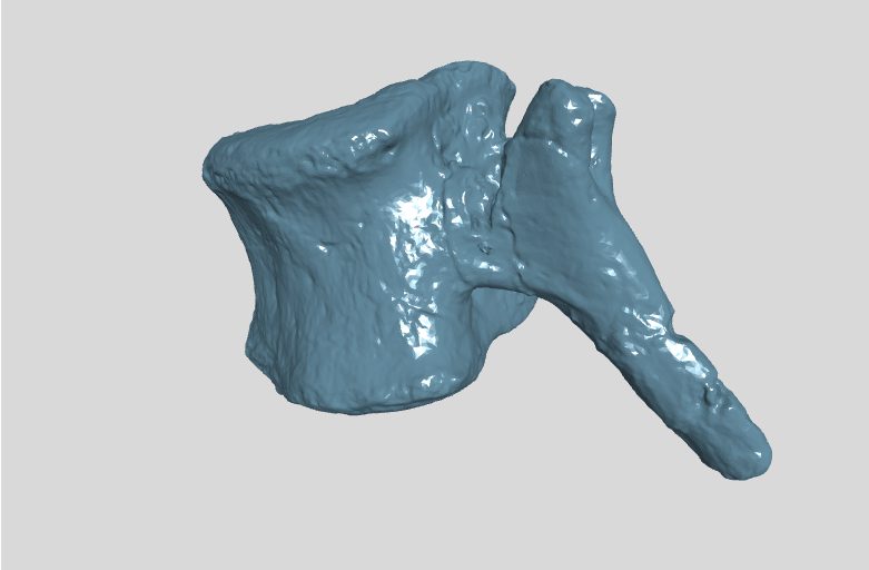 ANHM 2 845 106 (52) Terminal caudal vertebrae.stl