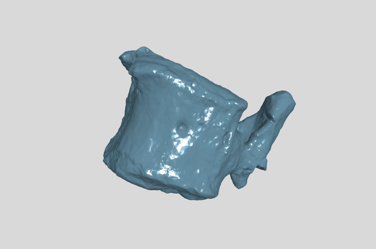 ANHM 2 845 109 Terminal caudal vertebrae.stl