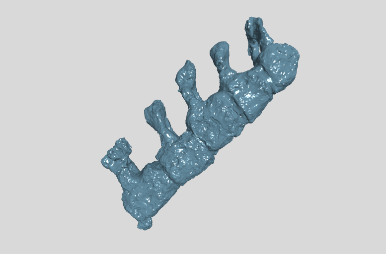 ANHM 2 845 114-117 (61-65) Terminal caudal vertebrae