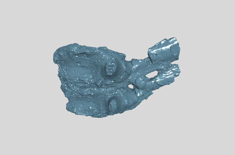 ANHM 2 845 144,145 (3)  Two caudal vertebrae