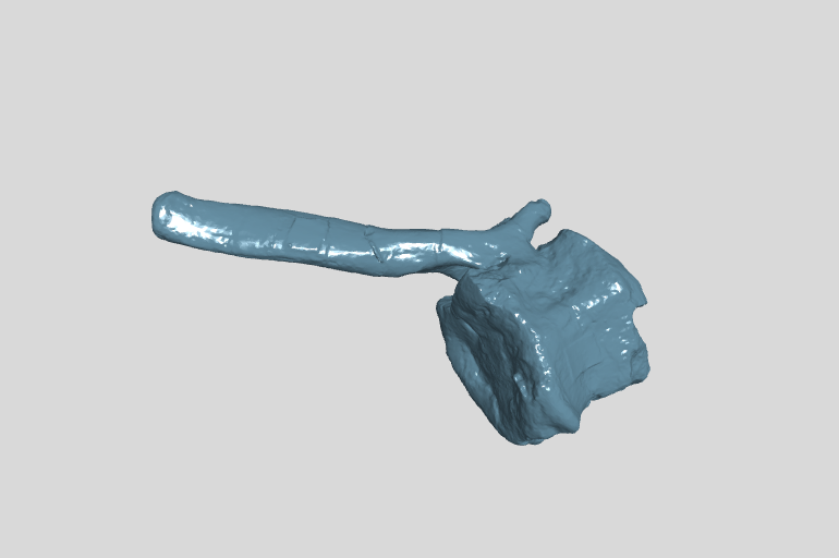 ANHM 2 845 153 (43) Terminal caudal vertebrae