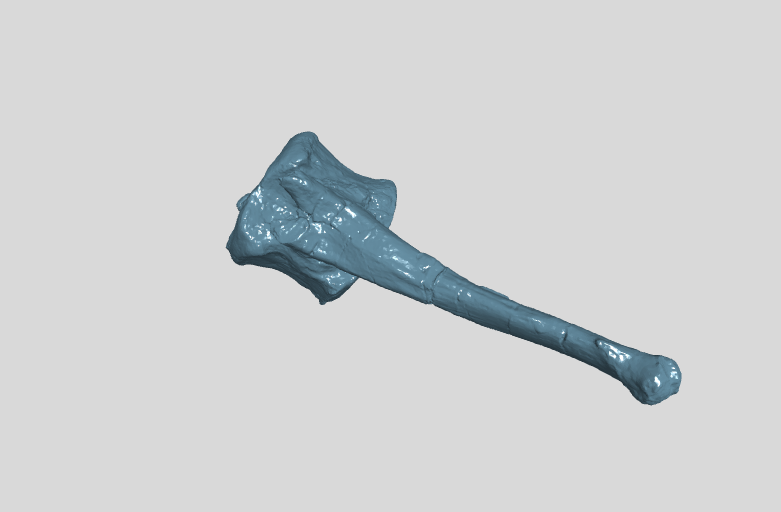 ANHM 2 845 155 (40) Terminal caudal vertebrae