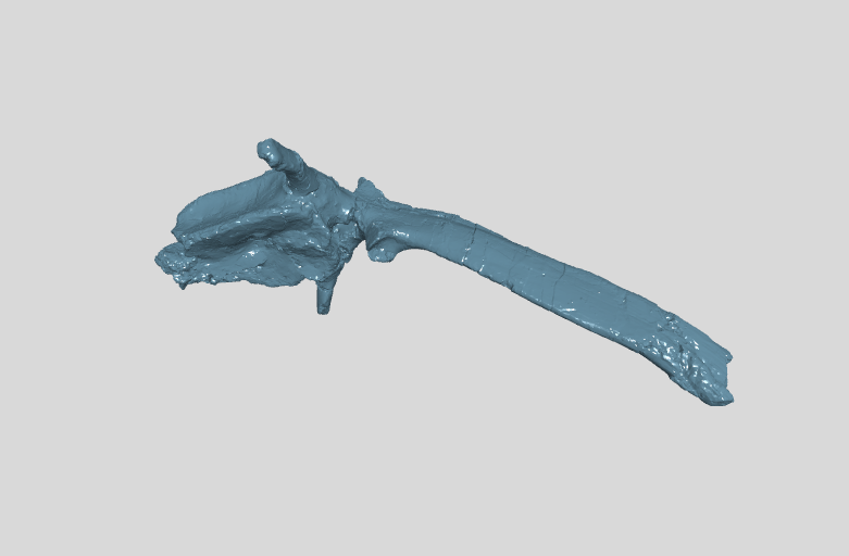 ANHM 2 845 64 (8)  Caudal vertebra