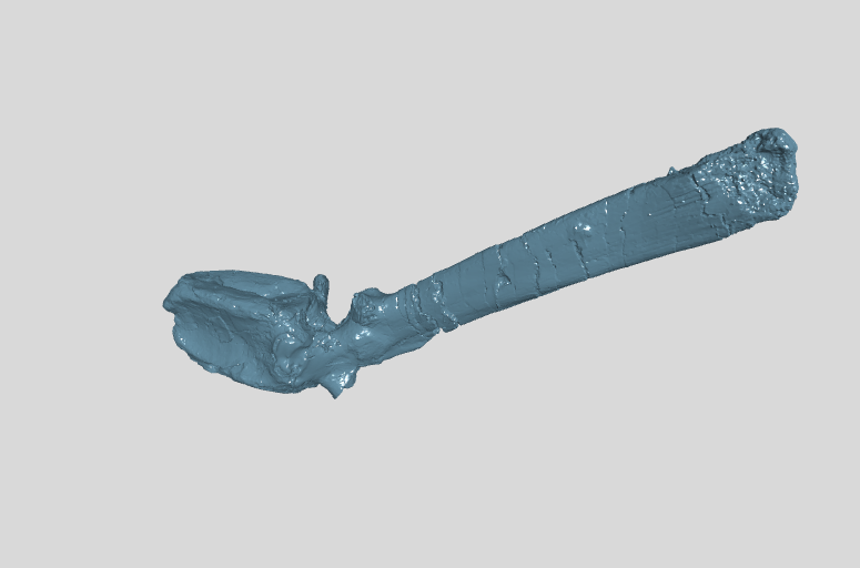 ANHM 2 845 68 (12) Caudal vertebra